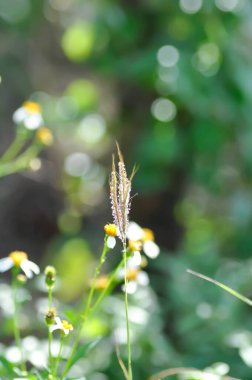 Bothriochloa ischaemum, Ischaemum rugosum or  Paspalum distichum or Yellow bluestem or Echinochloa crus galli or weed plant