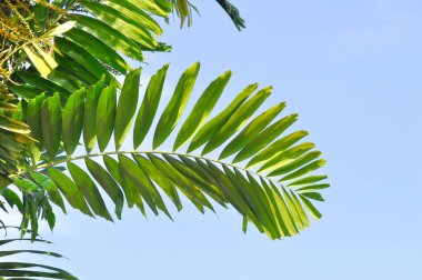 Areca catechu L or Normanbya normanbyi, Wodyetia bifurcata AK Irvine or Foxtail palm or ARECACEAE or PALMAE leaves or leaves of betel palm or betel nut or leaves of palm and sky background