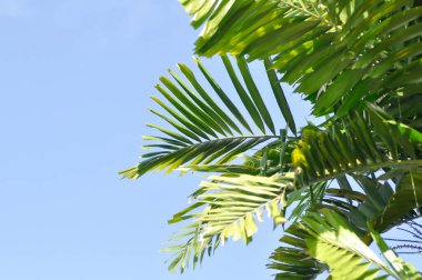 Areca catechu L or Normanbya normanbyi, Wodyetia bifurcata AK Irvine or Foxtail palm or ARECACEAE or PALMAE leaves or leaves of betel palm or betel nut or leaves of palm and sky background