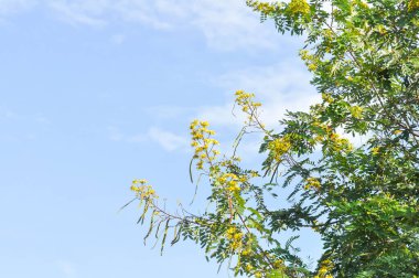 Cassod tree, FABACEAE LEGUMINOSAE CAESALPINIOIDEAE, Siamese cassia or  Siamese senna or Thai copperpod or yellow flower on the tree