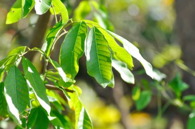 longan, thai fruit or Dimocarpus longan or longan tree or longan leaves