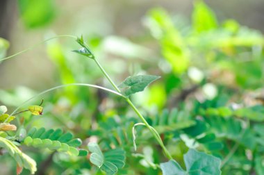 Ivy gourd , Coccinia grandis or CUCURBITACEAE plant
