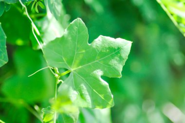 Ivy gourd , Coccinia grandis or CUCURBITACEAE plant