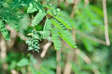 White Popinac , Lead Tree or Leucaena leucocephala or LEGUMINOSAE MIMOSOIDEAE plant
