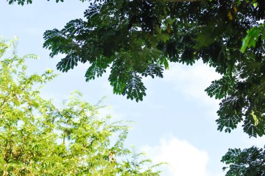 Yağmur ağacı ya da Samanea saman, LEGUMINOSAE MIMOSOIDEAE ve gökyüzü arka planlı demirhindi ağacı