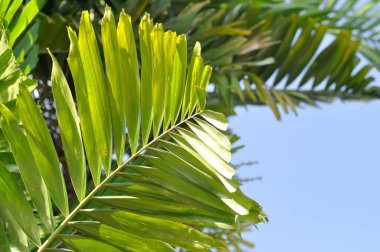 Areca catechu L or Normanbya normanbyi, Wodyetia bifurcata AK Irvine or Foxtail palm or ARECACEAE or PALMAE leaves or leaves of betel palm or betel nut or leaves of palm and sky background