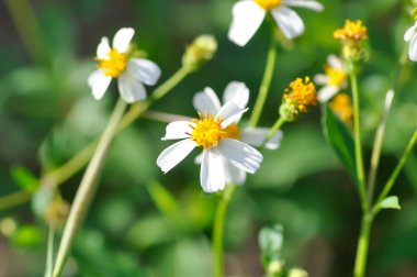 Bidens alba , Butterfly needles or Common beggarticks or Hairy beggarticks or Romerillo or Shepherds needles or Spanish needles or Tridax Daisy or Tridax procumbens or grass flower
