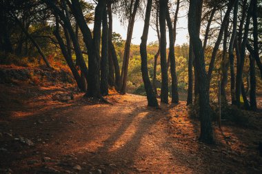 Turkuaz çam ağacı Hırvatistan beach, Murter Adası Dalmaçya