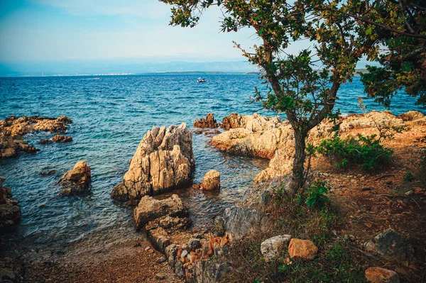 Turkos Tall Träd Stranden Kroatien Murter Dalmatien — Stockfoto