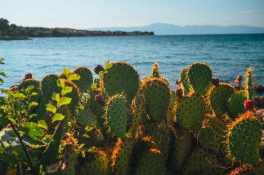 Güzel Yaz Tatili Fotoğrafı. Hırvatistan 'da yaz zamanı. Sabah fotoğrafı, ılık turuncu sabah ışığı. Boşluğu düzenle