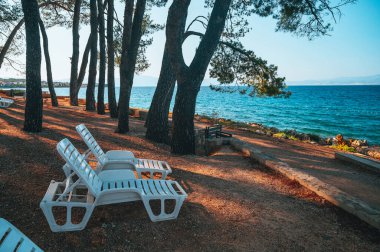 Dalmaçya, Hırvatistan 'ın Brela, Makarska bölgesinde günbatımının tadını çıkaran lacivert denizin kenarındaki büyük bir çam ağacı.