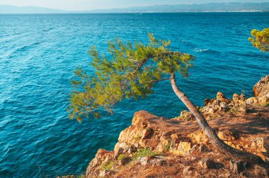 Dalmaçya, Hırvatistan 'ın Brela, Makarska bölgesinde günbatımının tadını çıkaran lacivert denizin kenarındaki büyük bir çam ağacı.