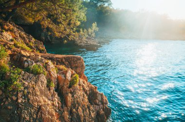 Dalmaçya, Hırvatistan 'ın Brela, Makarska bölgesinde günbatımının tadını çıkaran lacivert denizin kenarındaki büyük bir çam ağacı.