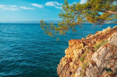 Akdeniz 'e kadar sahilde bir ağaç. Hırvatistan 'daki yaz tatilinden bir fotoğraf.
