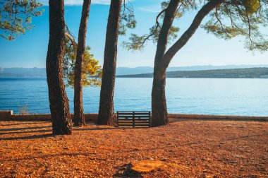 Turkuaz çam ağacı Hırvatistan beach, Murter Adası Dalmaçya