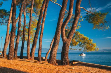 Hırvatistan 'da yaz tatili. Güzel mavi arka plan. Adriyatik 'in mavi suyu. Çam ağacı