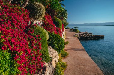 Hırvatistan 'ın Adriyatik Denizi kıyısında Krk adasında renkli çiçekler. Yaz tatilinden güzel bir fotoğraf.