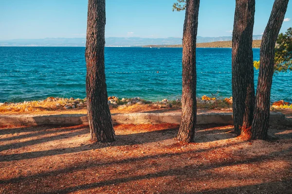 Tallträd Medelhavet Sommarsemester Kroatien — Stockfoto