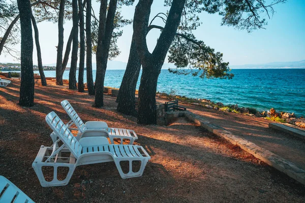 Large pine tree on bench by dip blue sea enjoying beautiful sunset light in Brela, Makarska region, Dalmatia, Croatia.