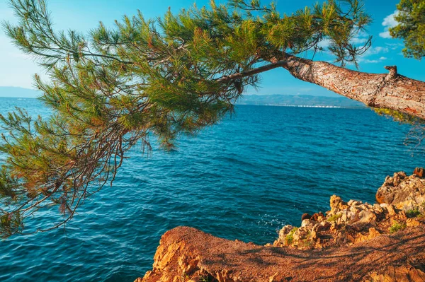 stock image Large pine tree on bench by dip blue sea enjoying beautiful sunset light in Brela, Makarska region, Dalmatia, Croatia.