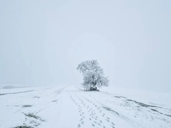 Solitary Tree Stands Tall Serene Winter Wonderland Surrounded Blanket Snow — Foto de Stock