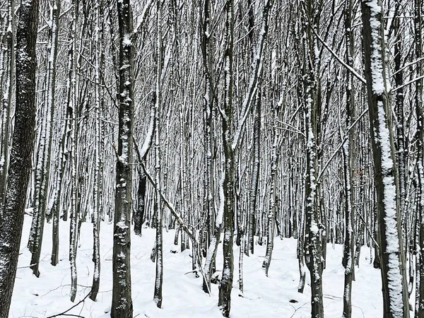 Winter Wonderland Black White Snowy Forest Trees Serene Misty Morning — Zdjęcie stockowe