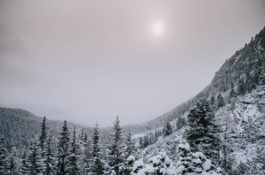 Nature's masterpiece - a snowy spruce tree in the mist, resembling a festive holiday tree. A winter dream in Slovakia's High Tatras