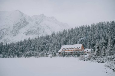 A picturesque scene of a pine tree blanketed in snow, rising above the mist like a Christmas tree in the High Tatras of Slovakia.
