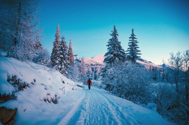 A lone figure traversing a majestic winter wonderland of towering conifers