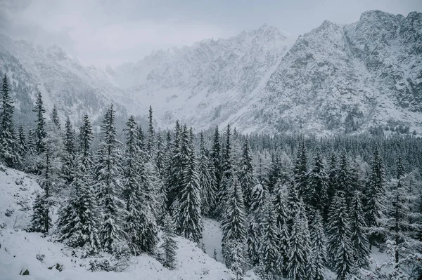 Winter Wonderland in the High Tatras. Winter wonderland in the mountains, snow-covered trees glisten in the white light
