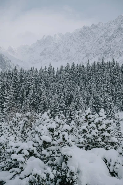 Peaceful Scene Nature Winter Blanket Tall Trees Covered Snow — 스톡 사진