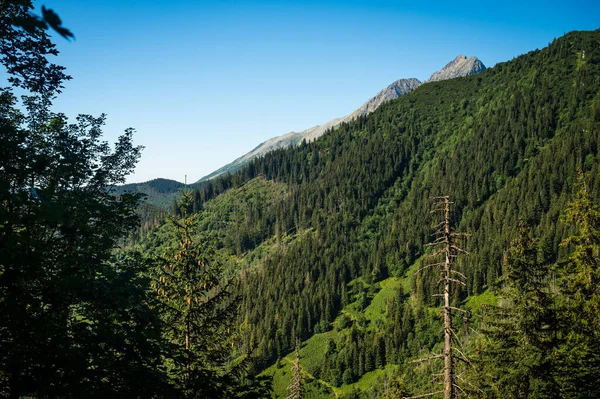 Serene Vista Lush Greenery Unfolds Towering High Tatras Showcasing Sprawling — Stock Photo, Image