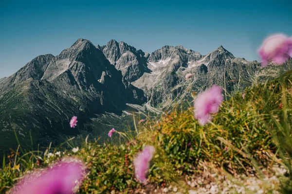 Midst Summer High Tatras Reveal Magnificence While Delicate Lavender Blooms — Stock Photo, Image