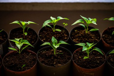 Nakil için yeşil filizler ve ev ekimi için tasarlanmış küçük domatesler. Bahçıvanlar için bahar fotoğrafı