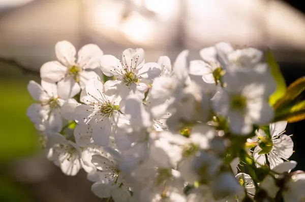 Alacakaranlık Çiçekler Kiraz Çiçekleri Bahar Günbatımında Uyanıyor — Stok fotoğraf