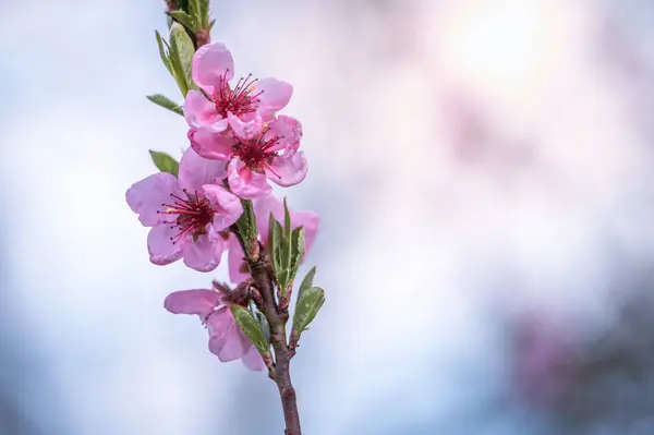 春天里的花朵 在粉色光彩中采摘樱花 — 图库照片