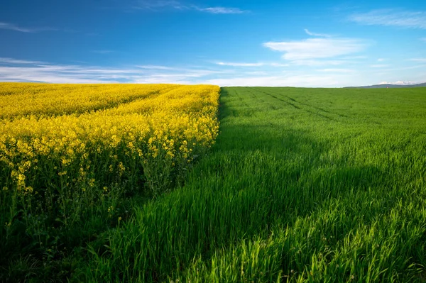 Vibrant Spring Fields Blooming Rapeseed Fresh Wheat Azure Skies — Stock Photo, Image