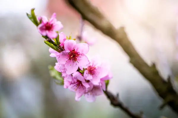 Pembe Kiraz Çiçeği Zarafeti Baharın Narin Çiçekleri — Stok fotoğraf