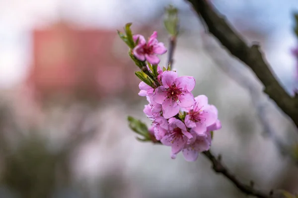 Symphony Pink Cherry Blossom Bloom Golden Sunset Light — Stock Photo, Image