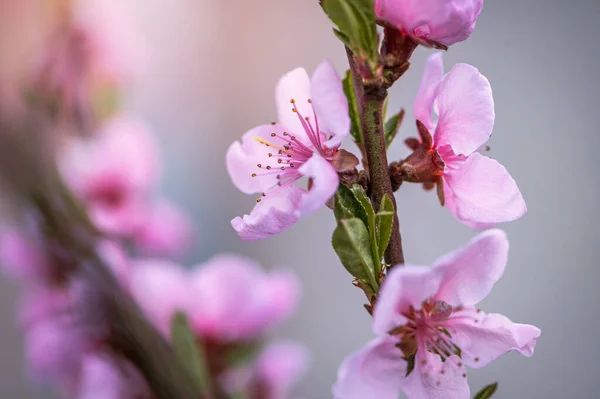 Bahar Yumuşak Kucaklaşması Pembe Çiçeklerin Çiçeklenen Güzelliği — Stok fotoğraf