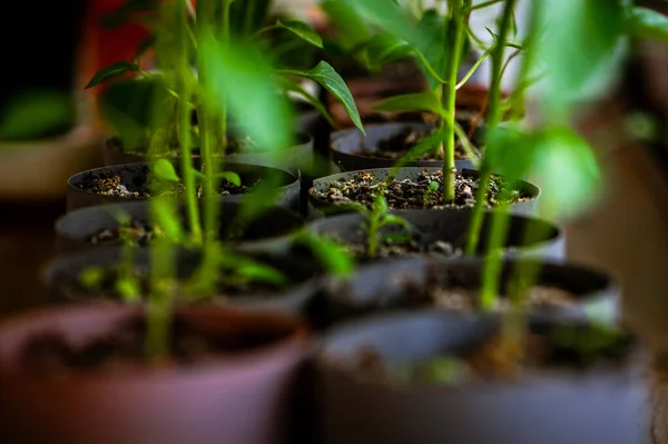 春の約束 ガーデニングの新しい始まり 苗と小さいトマト — ストック写真