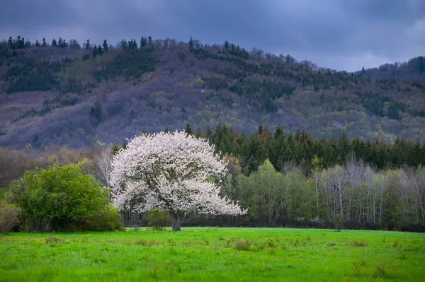 ブロサム ブリス 春の桜の美しさを捉える — ストック写真