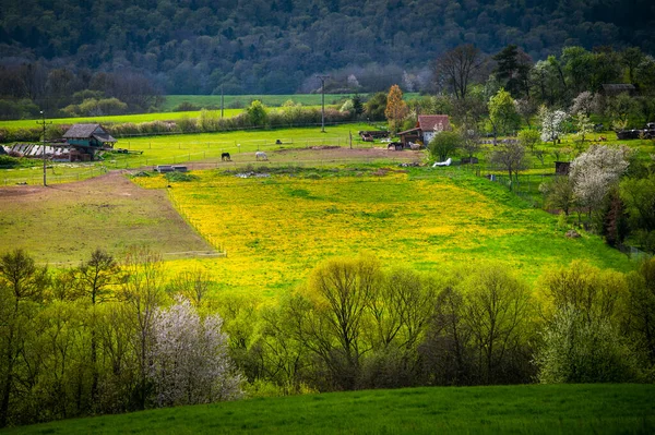 Квітуча Краса Захоплюючі Весняні Краєвиди — стокове фото