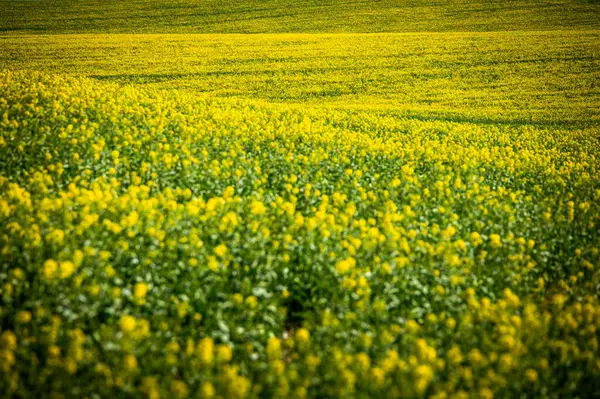 大自然的艺术 全盛时期的油菜籽和麦田与农村农业景观中灿烂的蓝天的对比 — 图库照片