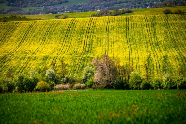 Kwitnie Wiosna Malowniczy Krajobraz Rolniczy Kwiaty Wiosny Złote Pola Rzepaku — Zdjęcie stockowe