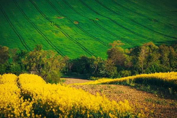 Сельскохозяйственное Великолепие Поля Цветущих Цветов Весной — стоковое фото