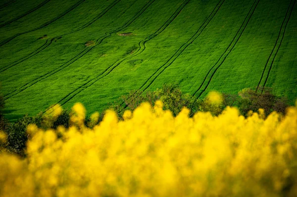 Цветочные Чудеса Весна Сельской Местности Поля Рапса Пшеницы Лопнут Цветами — стоковое фото