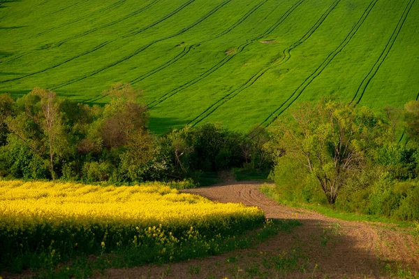 Яркие Весенние Цветы Сельской Местности — стоковое фото