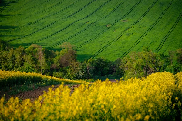 Μια Εαρινή Συμφωνία Κίτρινοι Κραμβόσποροι Και Πράσινα Χωράφια Σιταριού — Φωτογραφία Αρχείου