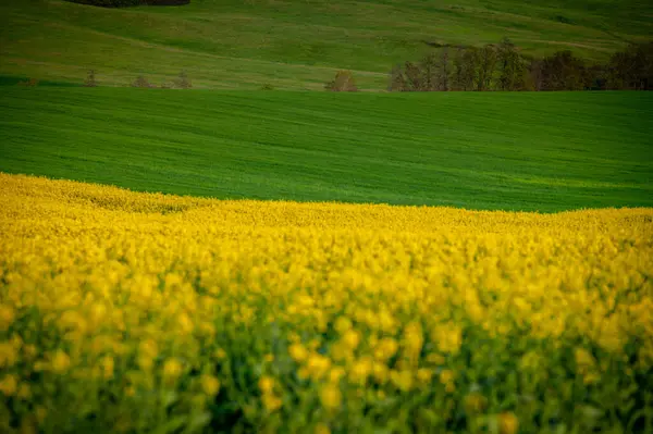 Природная Палитра Рапсовые Пшеничные Поля Весенним Небом — стоковое фото